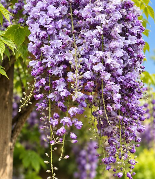 Wisteria floribunda 'Black Dragon'